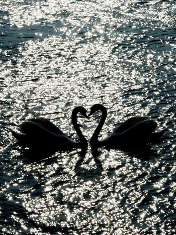 Swan_love02